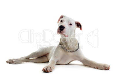 puppy dogo argentino