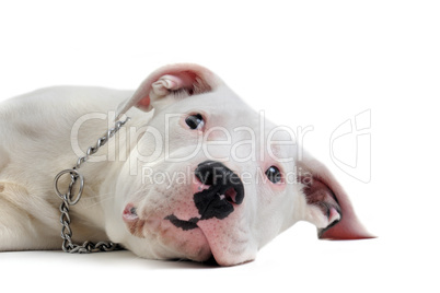 young dogo argentino