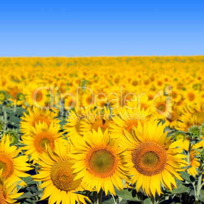 Sunflowers field and blue clear sky.