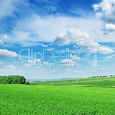 Green spring meadow