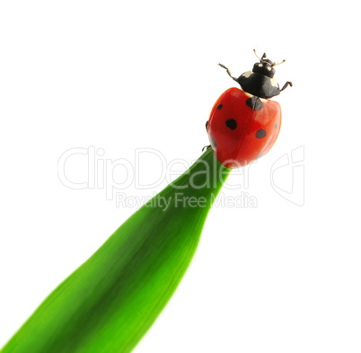 ladybird (Adalia bipunctata)