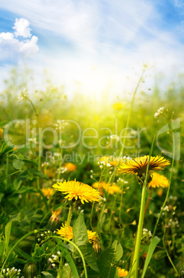 Dandelions sunlit