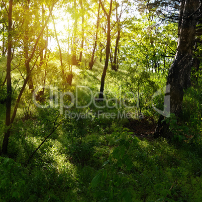 sun rays in the old forest