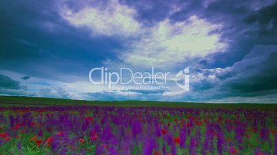 meadow sage and timelapse clouds.