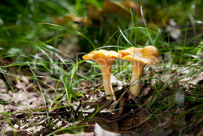 Yellow Chanterelle in the grass