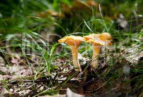 Yellow Chanterelle in the grass