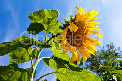 Beautiful yellow sunflowers against blue sky background