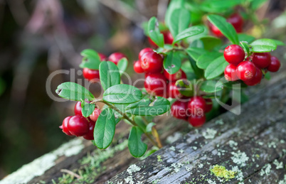 Lingonberry shrub with berries closeup