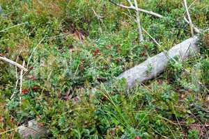 Bush cranberries with ripe fruits in the forest