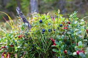 Wild berries on a green vegetative background in wood