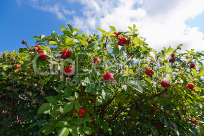 Bush of dog Rose with ripe fruits against blue sky