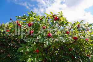 Bush of dog Rose with ripe fruits against blue sky