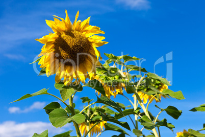 Beautiful yellow sunflowers against blue sky background