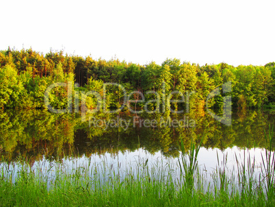 Forest mirroring in a lake with green grass in the foreground - isolated over white