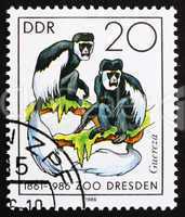 Postage stamp GDR 1986 Colobus Monkey