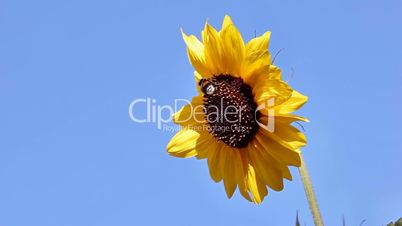 Sunflower, bee, sky. Girasol, abeja, cielo