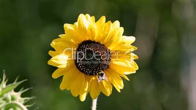 Sunflower, bee. Girasol, abeja