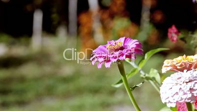 Flower chrysanthemum. Flor crisantemo