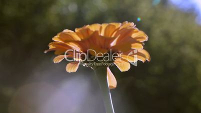 Flower chrysanthemum. Flor crisantemo