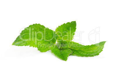 Fresh mentha or mint leaves