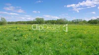 Field of dandelions,blue sky and sun.