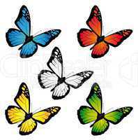 Butterflies in different colours