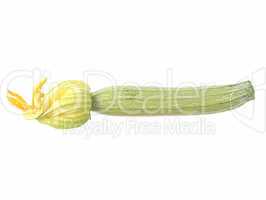 Courgettes zucchini