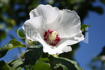 Hibiscus flower