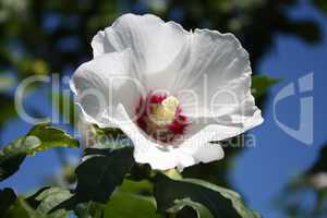 Hibiscus flower