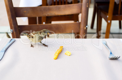 Sparrow on table