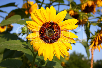 Sunflower with a bumble bee