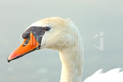 Head of a swan