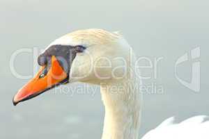 Head of a swan