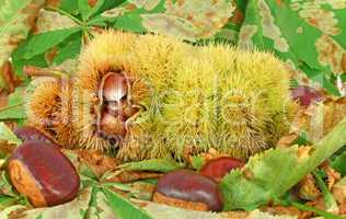 Chestnuts inside husk