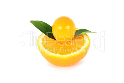 kumquat