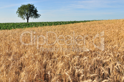 Cereal field