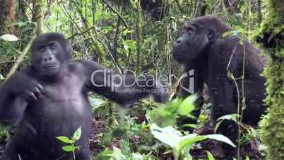 Gorillas mit Jungen