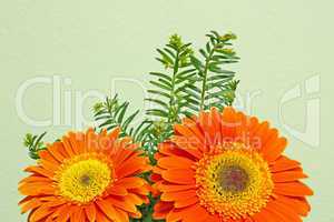 Orange gerbera