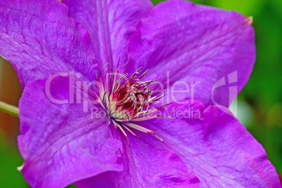 Clematis flower