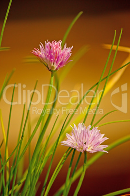 Chives flowers