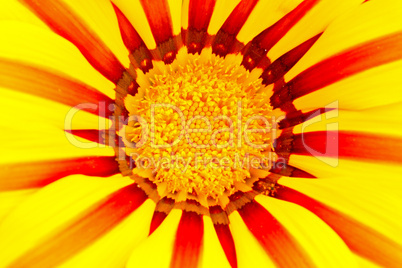 Gazania