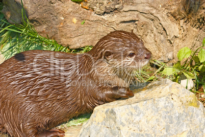 Oriental small-clawed otter