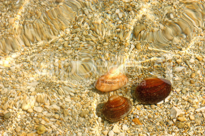 Three seashells