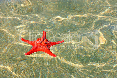 Red starfish