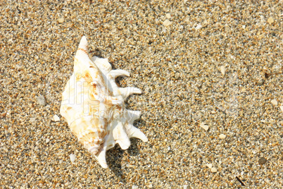 Seashell