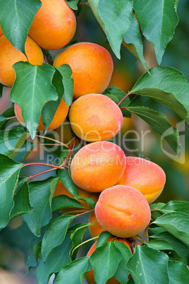 Apricots