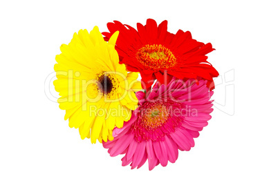 Gerbera