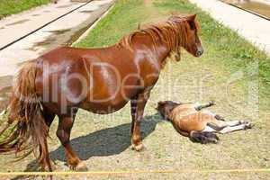 Mare and foal