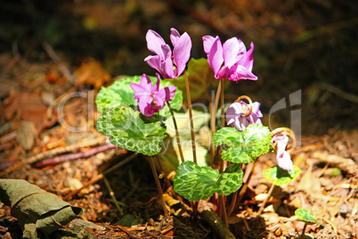 Forest cyclamen