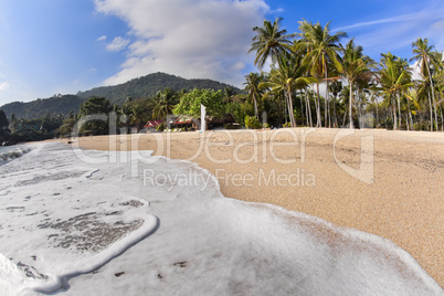 Tropical beach with coconut palms